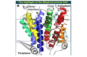 Structure of the antiporter NhaA