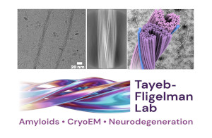 Dr. Einav Tayeb-Fligelman Lab