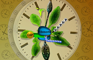 Biological clocks in plants