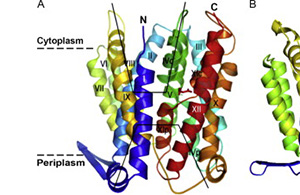 Structure of a membrane protein