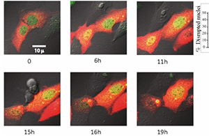 Stained cells