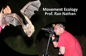 Movement ecology - working with bats