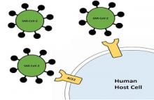 SARS-CoV-2 spike protein and ACE-2