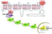 New mechanism for the action of voltage-dependent Ca channels