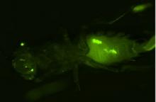 Fruit fly