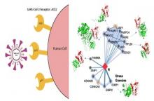 Protein network