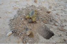 The desert isopod 