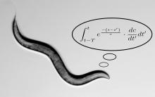 The mathematical skills of worms